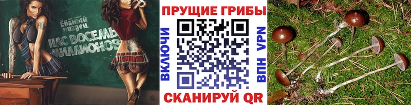 Псилоцибиновые грибы ЛСД  Купить где  Пушкино 